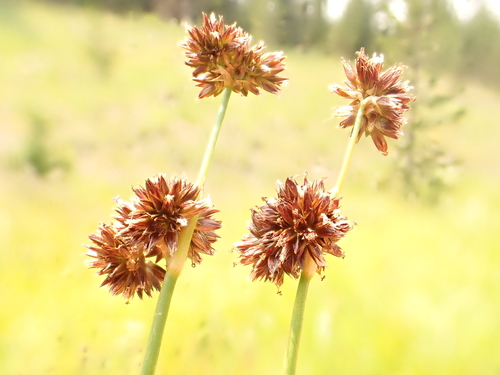 Juncus ensifolius