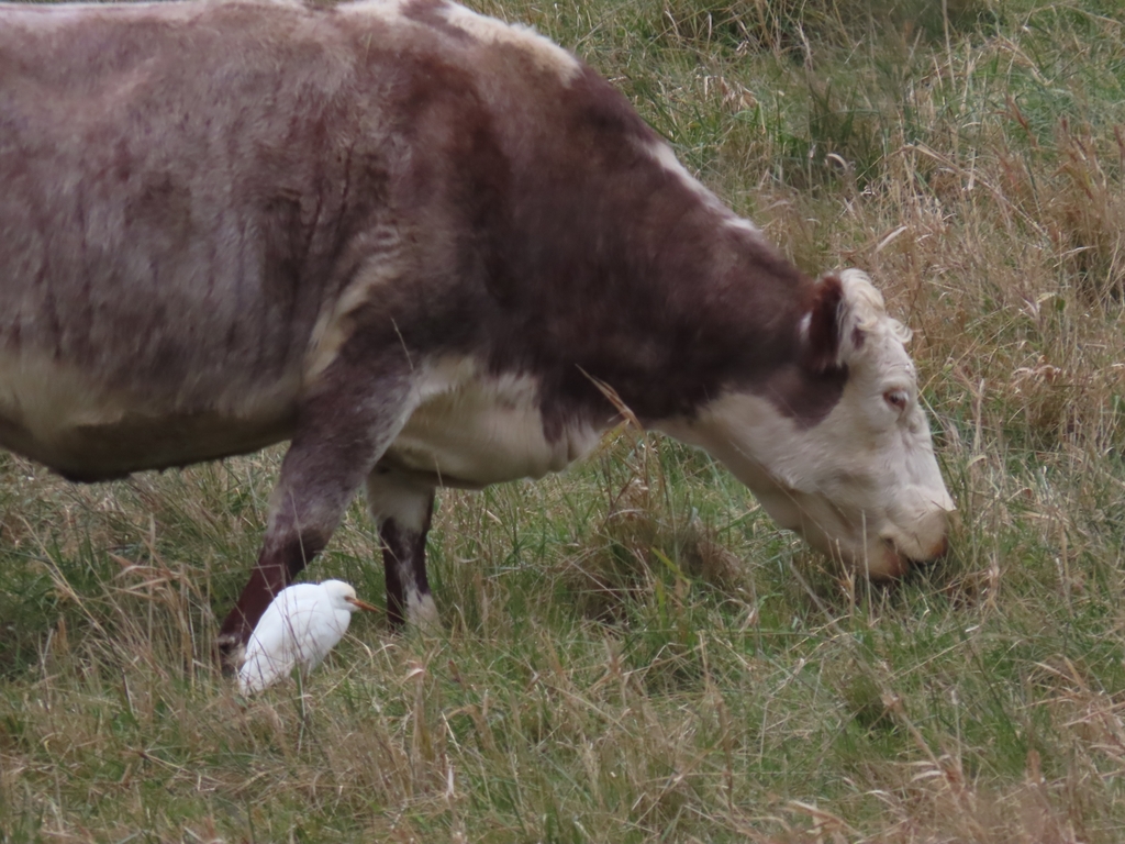 Western Cattle-Egret