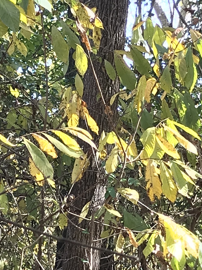 common pawpaw from Lock and Dam Rd, Augusta, GA, US on November 20 ...