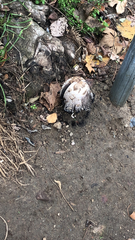Coprinus comatus