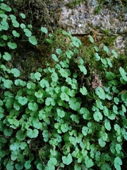 Cymbalaria muralis