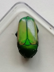 Chlorocala africana subsuturalis