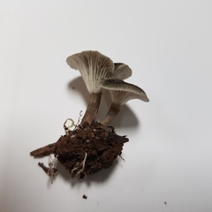 Spodocybe trulliformis