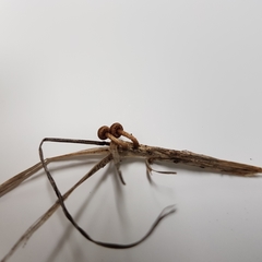 Crinipellis scabella