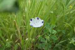 Nemophila maculata