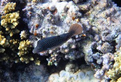 Canthigaster margaritata