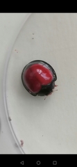 Anisolemnia planipennis