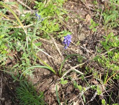 Muscari dolichanthum