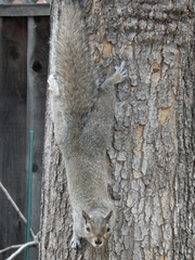 Sciurus carolinensis