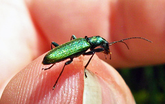 Chrysanthia viridissima