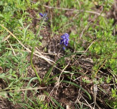 Muscari dolichanthum