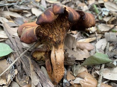 Omphalotus subilludens
