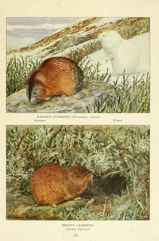 Brown Lemming