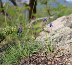 Muscari dolichanthum