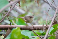 Phylloscopus fuscatus