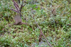 Phylloscopus fuscatus