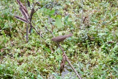 Phylloscopus fuscatus