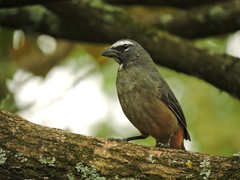 Cinnamon-Bellied Saltator photo 2