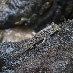 Periophthalmus variabilis