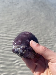 Holothuria mexicana