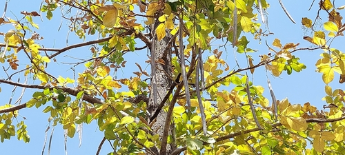 Stereospermum chelonoides, 2020-10-22
