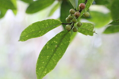 Ficus nervosa