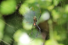 Trichonephila fenestrata
