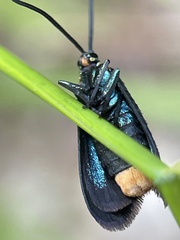 Pollanisus subdolosa