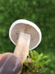 Clitocybe