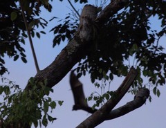 Pteropus livingstonii