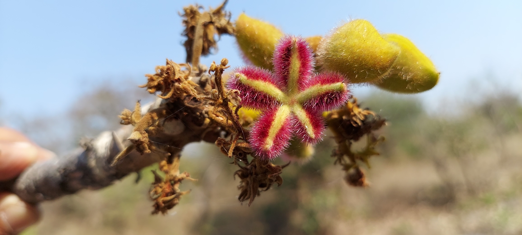Sterculia urens