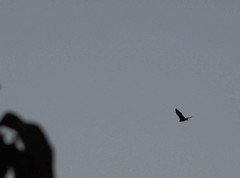 Pteropus livingstonii