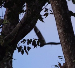 Pteropus livingstonii