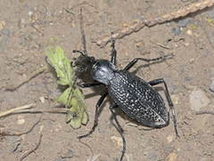 Carabus staudingeri