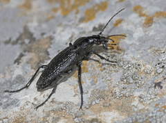 Carabus staudingeri