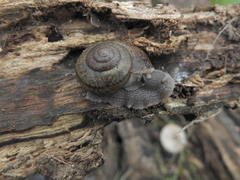 Helminthoglypta cypreophila