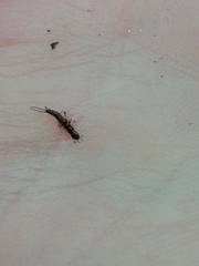 Nebriinae