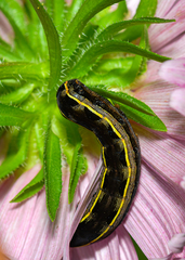 Spodoptera ornithogalli