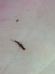 Nebriinae