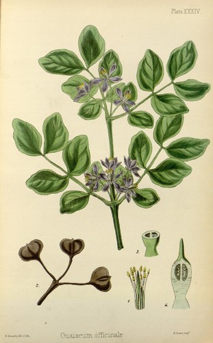 Guaiacum officinale