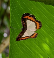 Nymphidium caricae