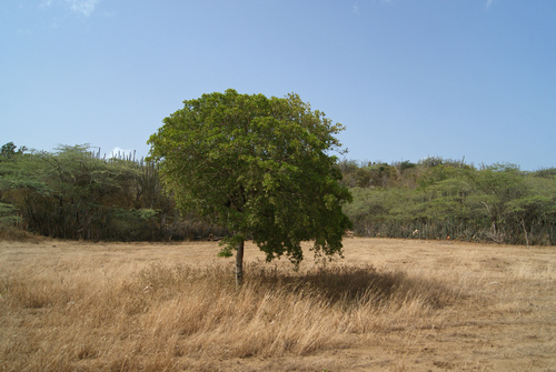 Guaiacum officinale