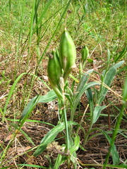 Iris arenaria