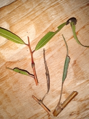 Limenitis archippus watsoni