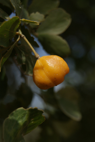Guaiacum officinale