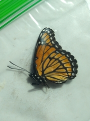 Limenitis archippus watsoni