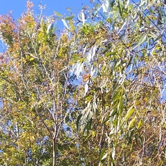 Limenitis archippus watsoni