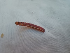 Argyrosticta decumana