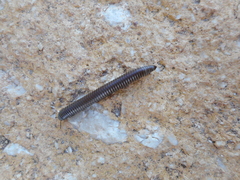 Ommatoiulus rutilans