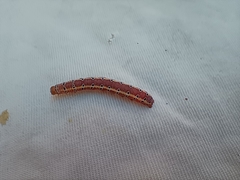 Argyrosticta decumana